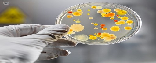 Grupo en enfermedades infecciosas en cáncer y alteraciones hematológicas - GREICAH 