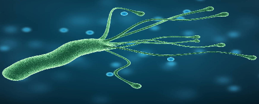 Helicobacter pylori y Cáncer Gástrico